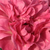 Roz - Trandafir pentru straturi Polyantha - Ingrid Stenzig